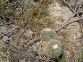 Little Nipple Cactus
