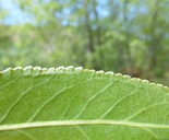 Populus angustifolia