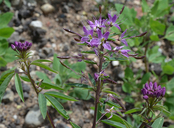 Cleome serrulata