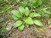 Plantago major