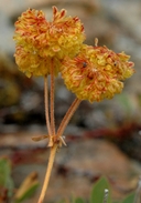 Nelson's Sulphur Flower Buckwheat