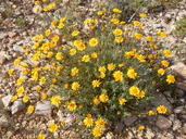 Common Dogweed