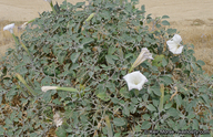 Datura wrightii