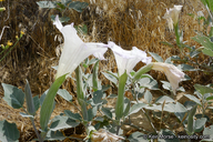 Datura wrightii
