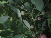 Photo of Vaccinium shastense ssp. shastense