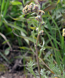 Artemisia scopulorum
