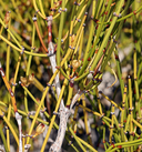 Ephedra viridis
