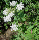 Heracleum spondylium ssp. montanum