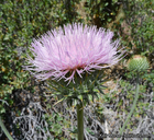 Cirsium occidentale var. californicum