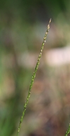 Agrostis thurberiana