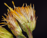 Solidago multiradiata