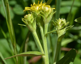 Oreochrysum parryi