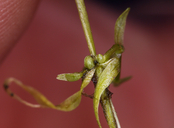 Callitriche palustris