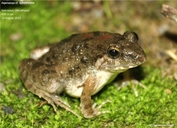 Syhadra Frog