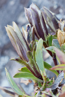 Gentiana newberryi var. tiogana
