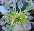 Chorizanthe rigida