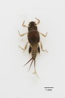 Tricorythodes sp.