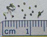 Callitriche heterophylla