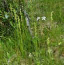 Platanthera huronensis