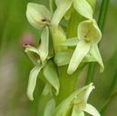 Northern Green Bog Orchid