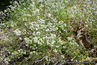 Galium angustifolium ssp. jacinticum