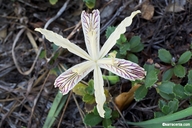 Iris tenuissima ssp. tenuissima