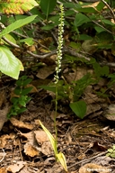 Photo of Piperia candida
