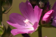 Sidalcea oregana ssp. valida;