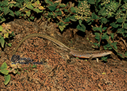 De Filippi’s Rock Lizard