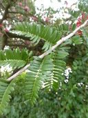 Schotia afra var. angustifolia