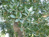 Sharpberry Tree