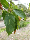 Ficus sur