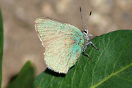 Callophrys affinis