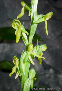 Platanthera tescamnis