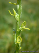 Platanthera yosemitensis
