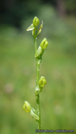Platanthera yosemitensis