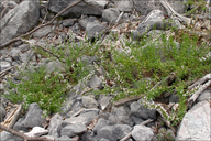 Micromeria thymifolia