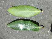 Castanea dentata