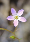 Gilia australis