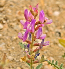 Astragalus lentiginosus var. variabilis.