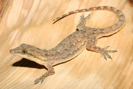 Indo-Pacific House Gecko