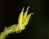Aconitum columbianum