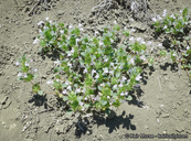Photo of Acanthomintha obovata ssp. cordata