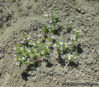 Acanthomintha obovata ssp. cordata