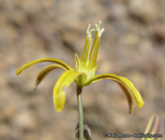 Bloomeria crocea var. montana