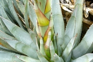 Agave deserti