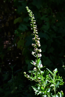 Delphinium californicum ssp. interius