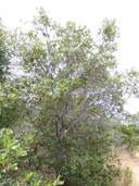 Ceanothus arboreus