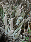 Dudleya attenuata ssp. attenuata
