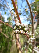 Eucalyptus infera